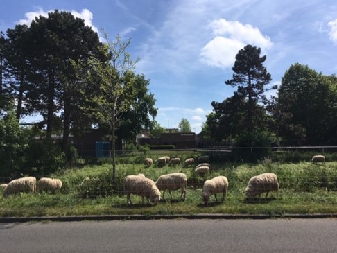 schapen1