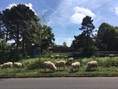 schapen1