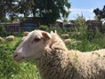 schapen5