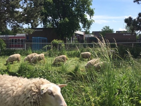 schapen4