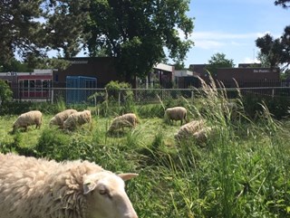 schapen4