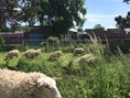 schapen4