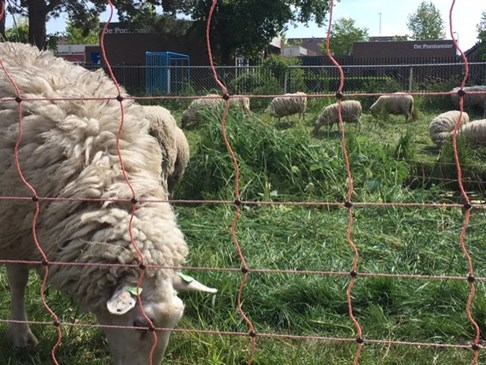 schapen3