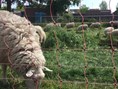 schapen3