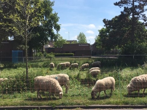 schapen2