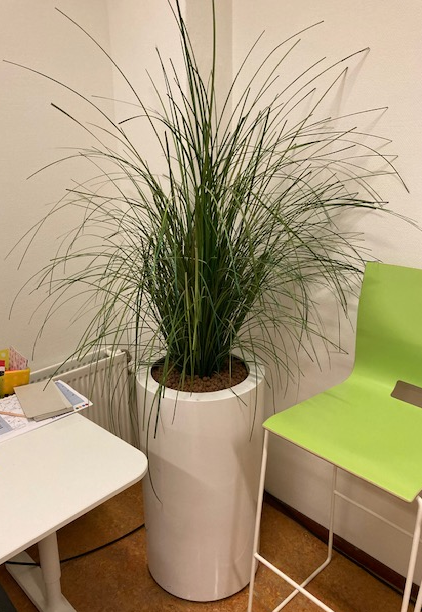 Gratis planten van de Rabobank