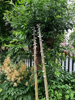 IMG-9948
